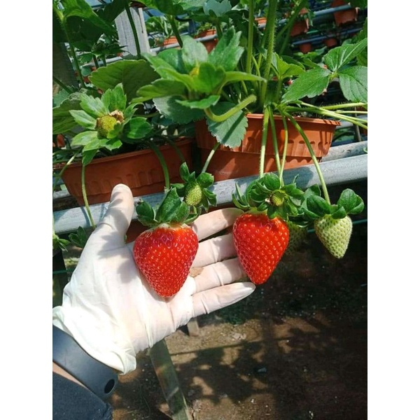  Bibit Strawberry Sagahonoka