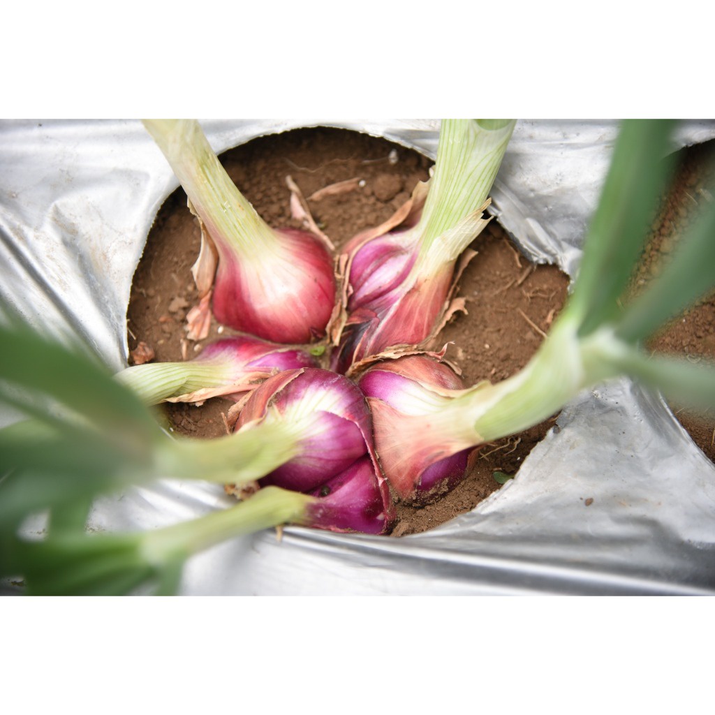 East-West Seed Cap Panah Merah - Benih Bawang Merah Merdeka