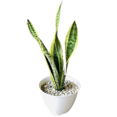 Lidah Mertua (Sansevieria)