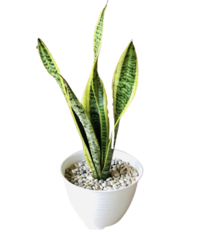 Lidah Mertua (Sansevieria) 1