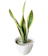 Lidah Mertua (Sansevieria) 1
