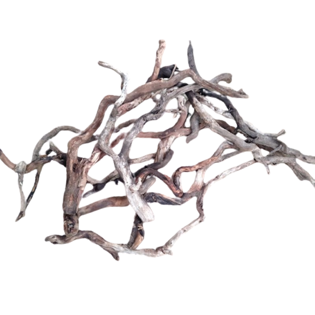 Akar Kayu Santigi Size M