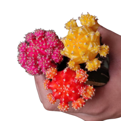 Kaktus Hias Grafting Gymno Impor