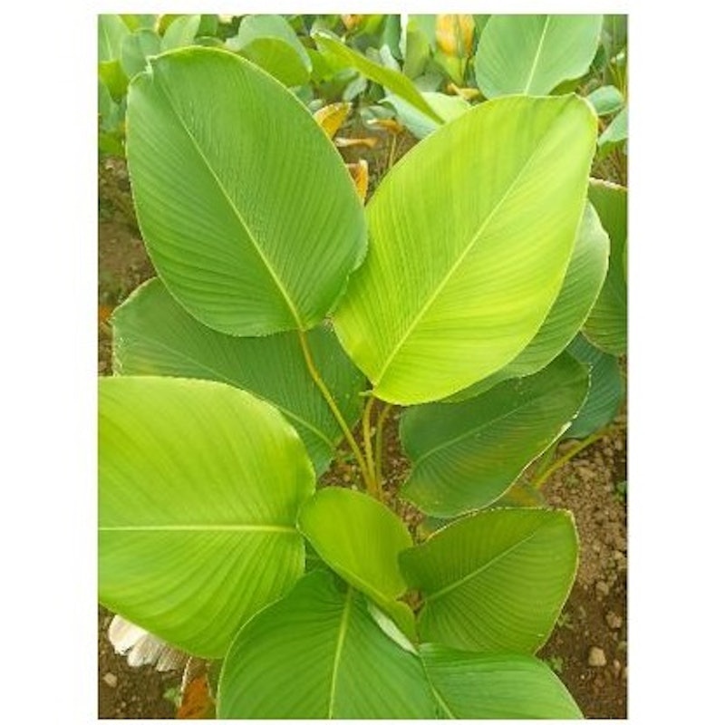 Cuban Cigar (Calathea Lutea) 5