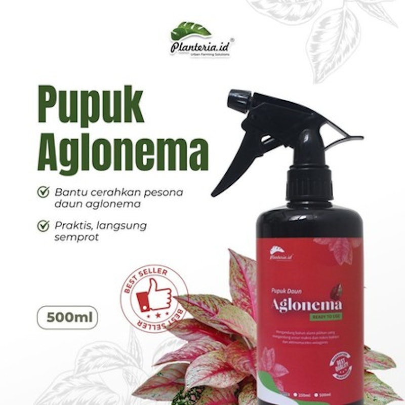 Planteria Pupuk Daun Aglonema 2