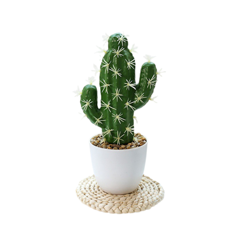 10 Rekomendasi Kaktus Hias Terbaik (Terbaru Tahun 2025) | mybest