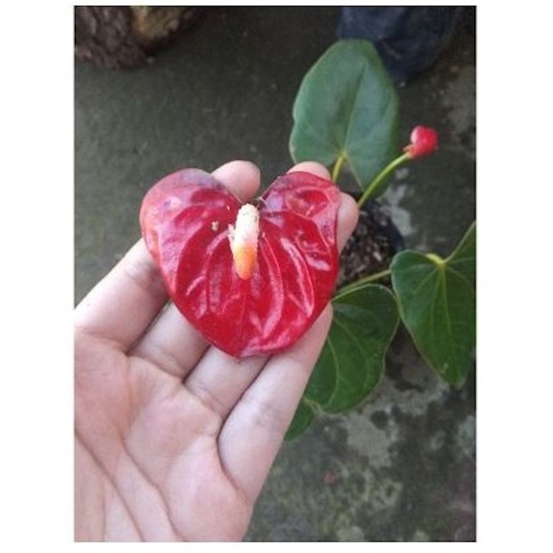 Anthurium Andraeanum 4