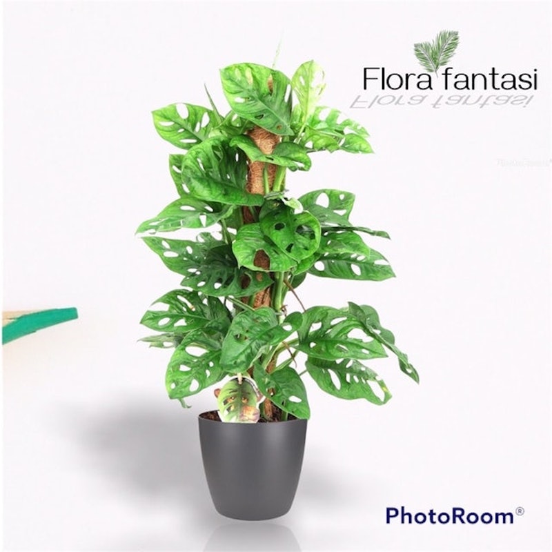 Monstera adansonii 5