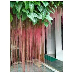 Curtain Ivy Akar Gantung