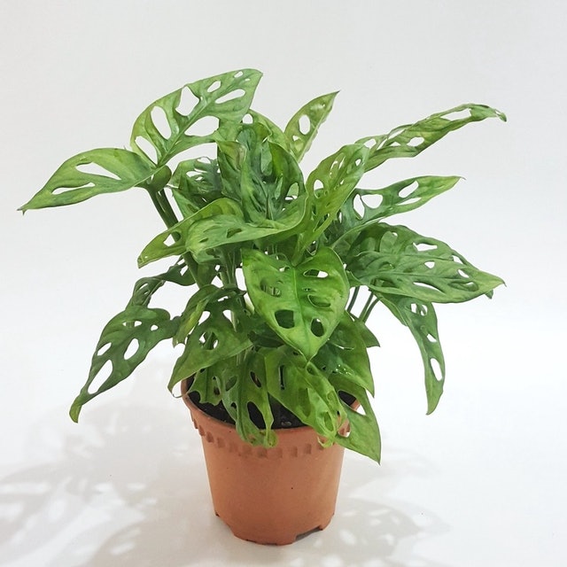  Monstera adansonii