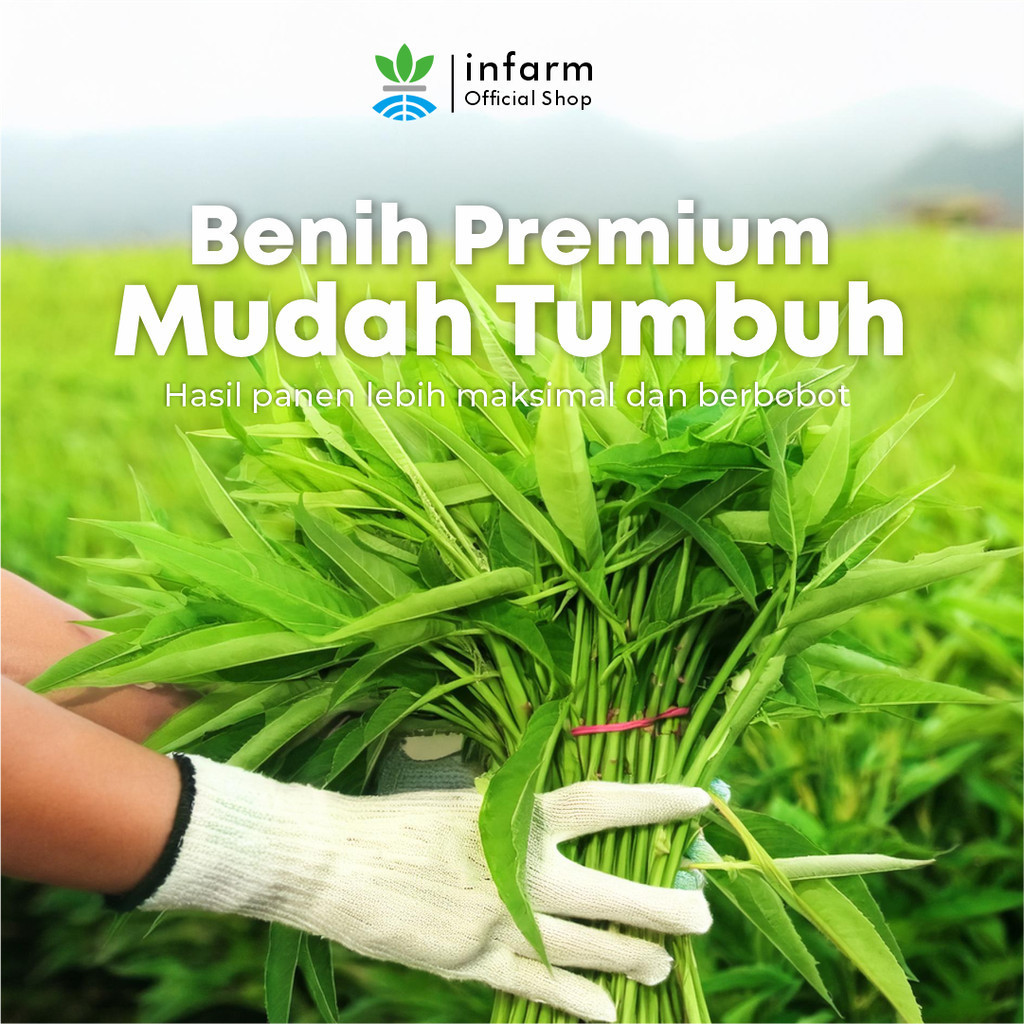INFARM™ Benih Unggul Kangkung F1 3