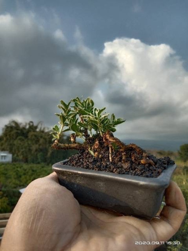 Bonsai Mame Mirten 5
