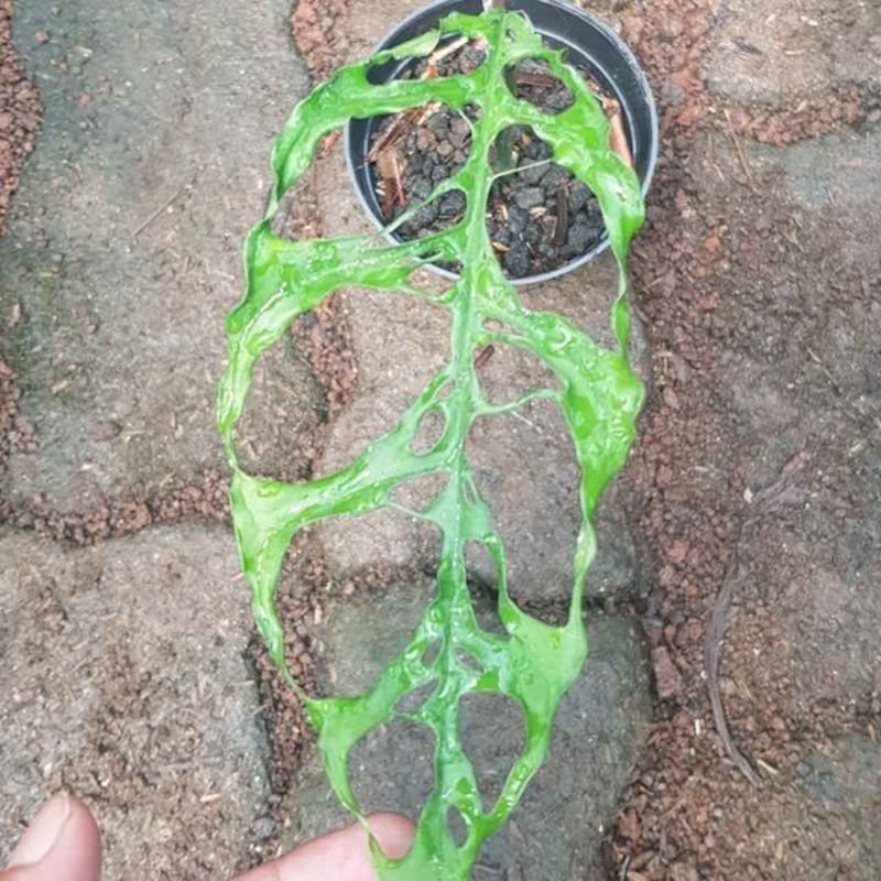 Monstera obliqua 5