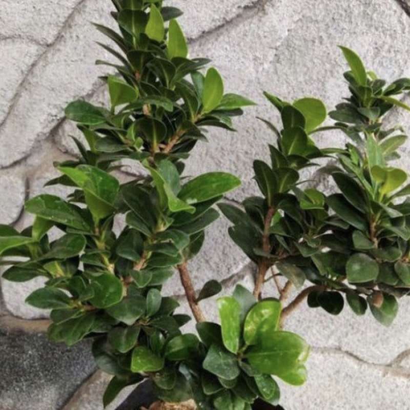 Bonsai Beringin Dolar 4