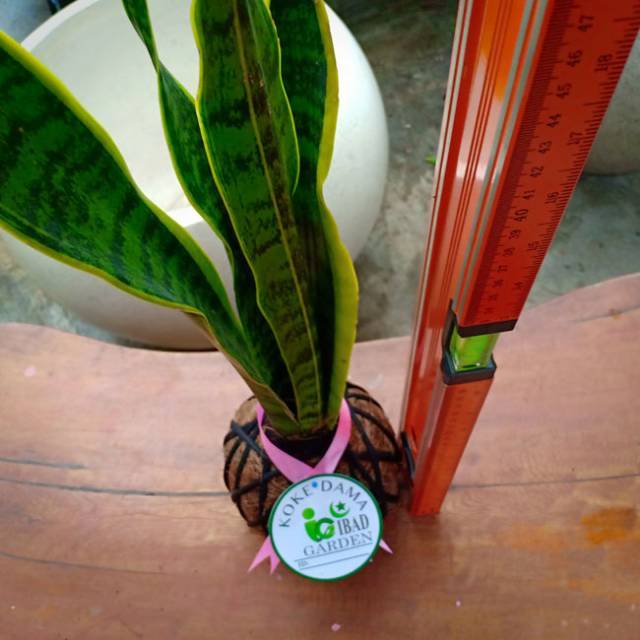 Sansevieria trifasciata 'Laurentii' 2