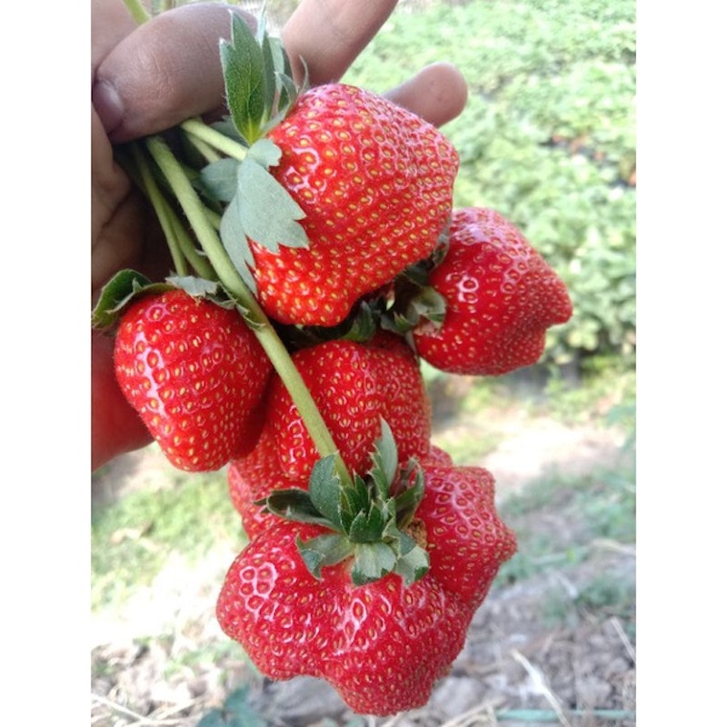 Bibit Strawberry Mencir 3