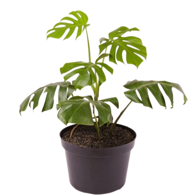 Monstera borsigiana 1