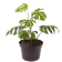Monstera borsigiana 1