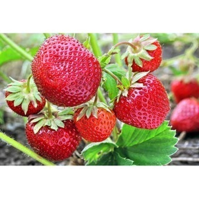  Bibit Strawberry Sweet Charlie