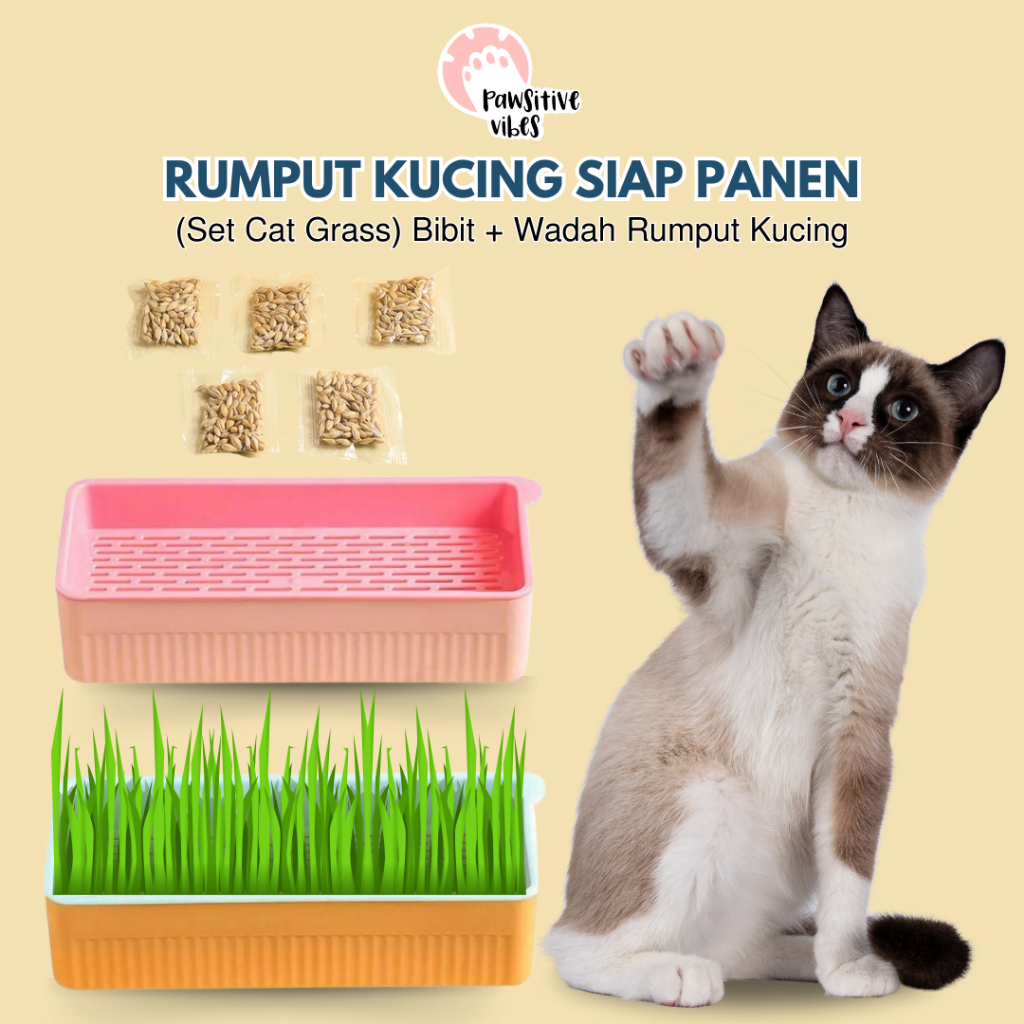 Rumput Kucing Siap Panen 2
