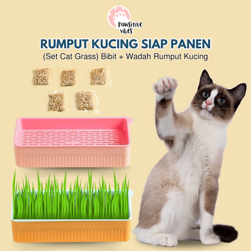 Rumput Kucing Siap Panen 2