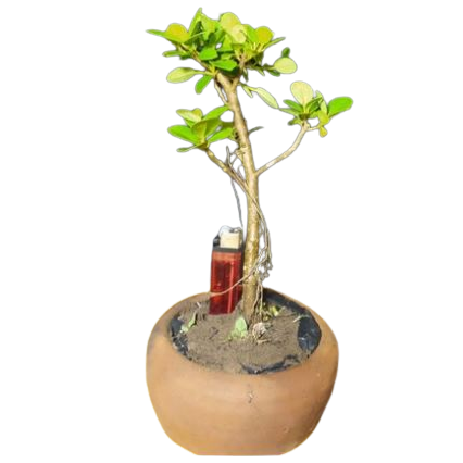  Bonsai Beringin Dolar Mikro