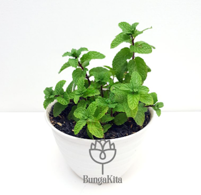 Tanaman Peppermint 4