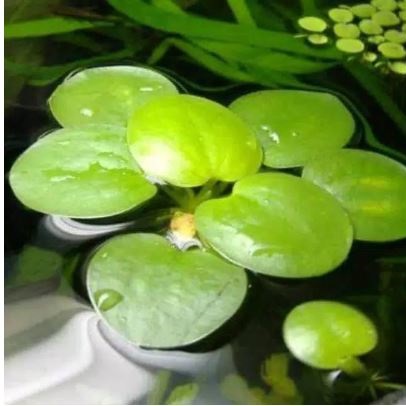 Amazon Frogbit 
