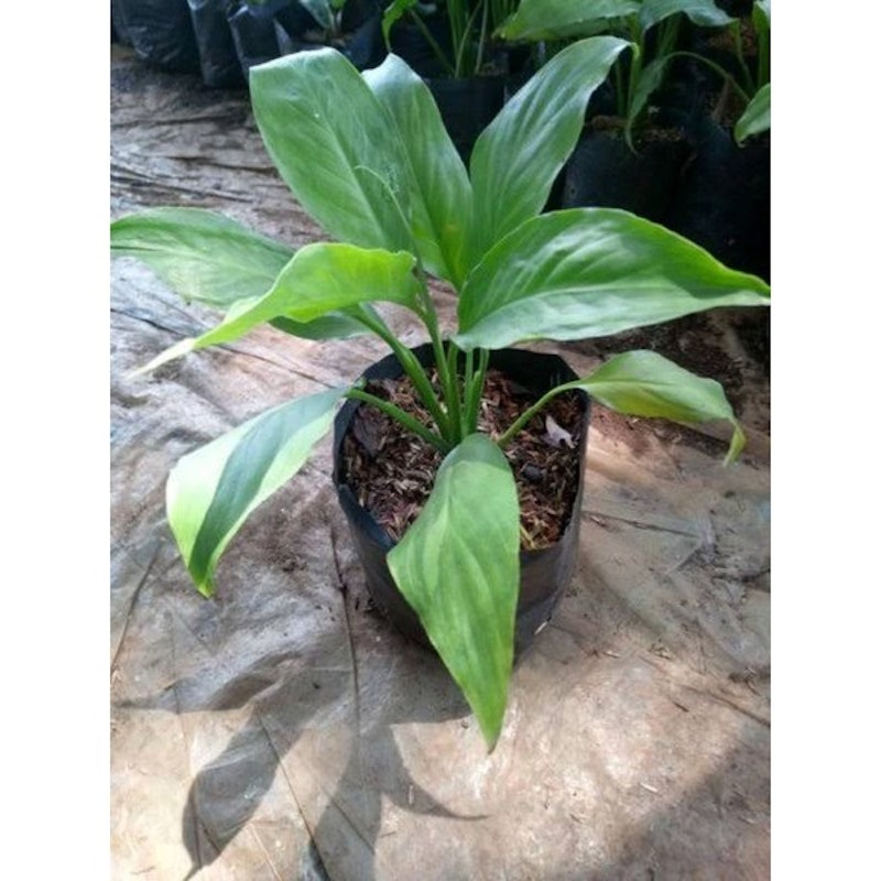 Peace Lily (Spathiphyllum) 5