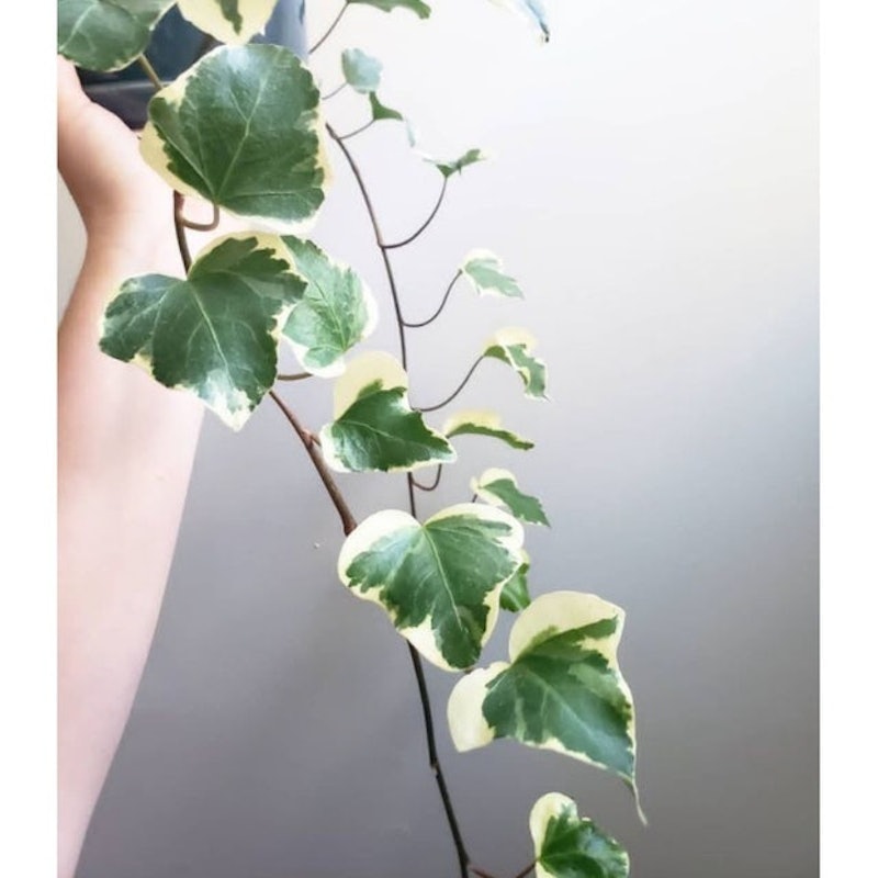 English Ivy 3