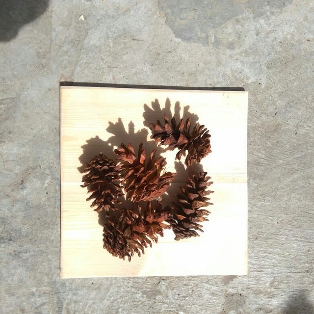  Mainan Kelinci Pine Cone