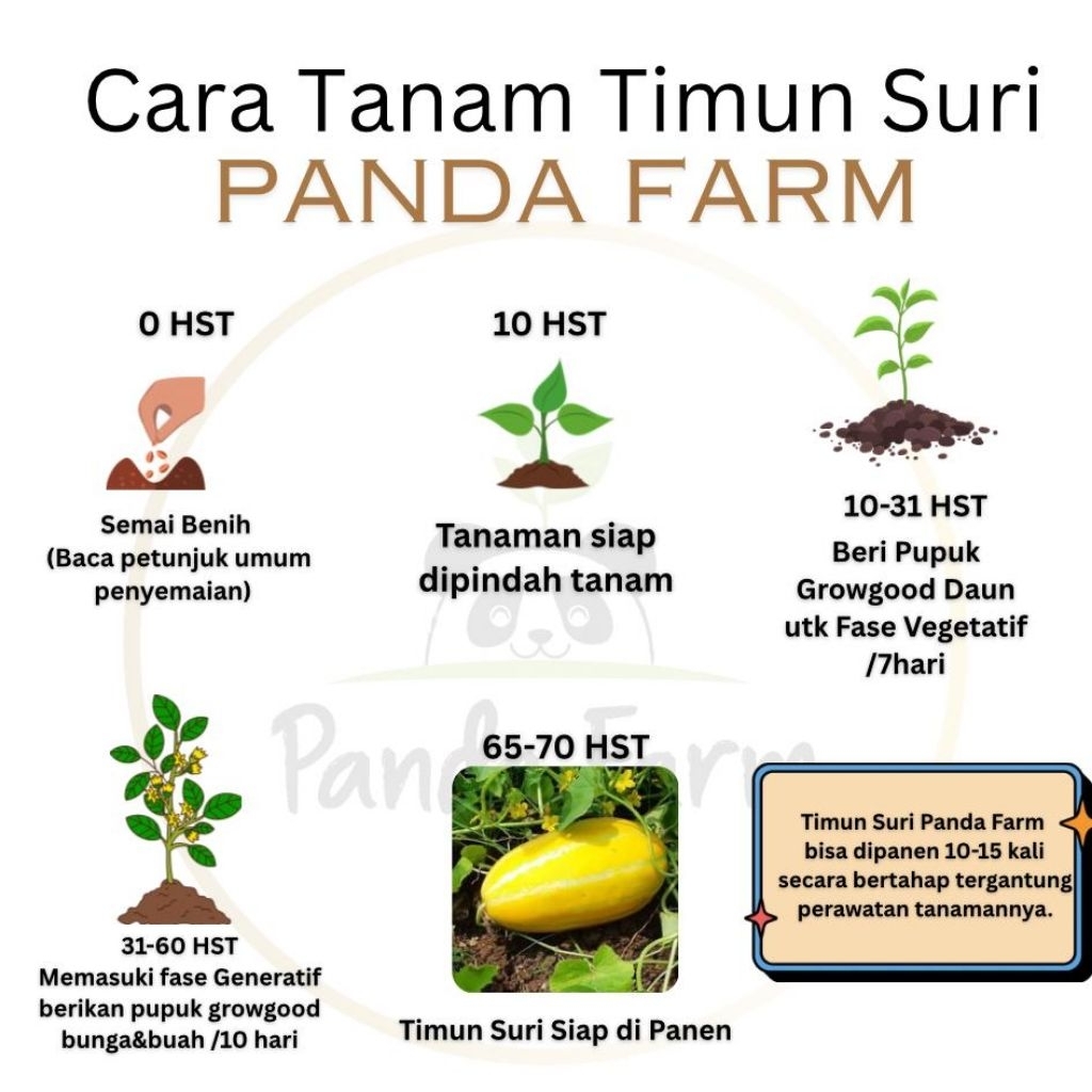 Panda Farm Benih Timun Suri  5