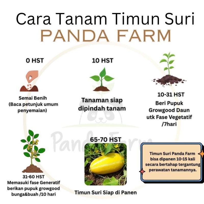 Panda Farm Benih Timun Suri 5