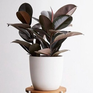 Rubber Plant 1