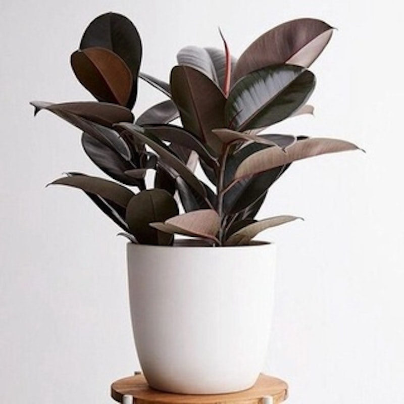 Rubber Plant 1