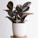 Rubber Plant 1