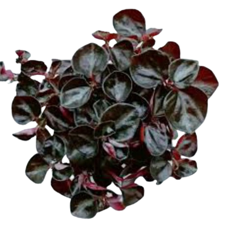 Tanaman Gantung Peperomia Black Metalic 3