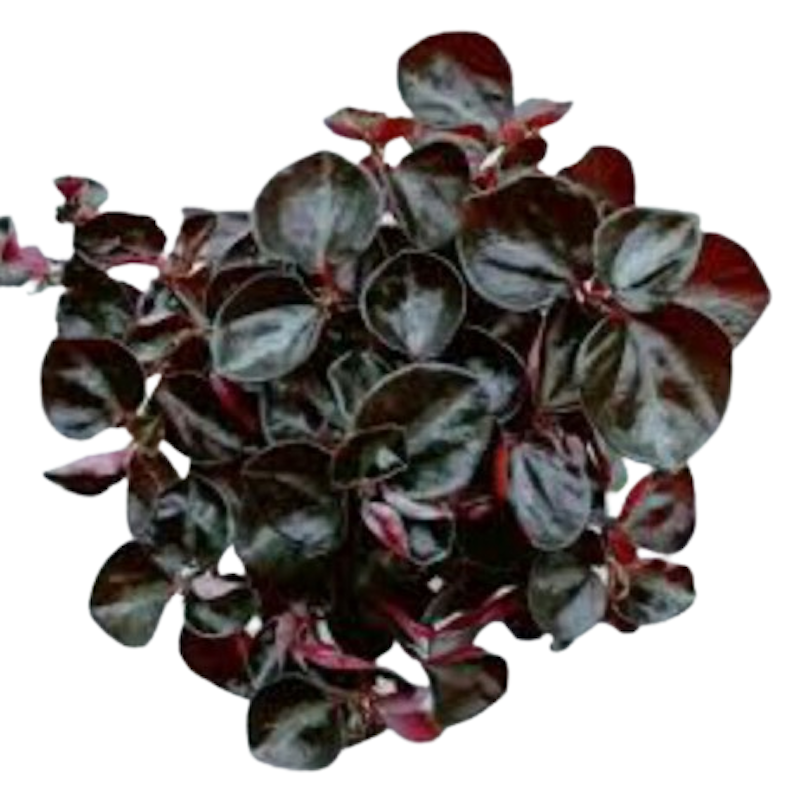 Tanaman Gantung Peperomia Black Metalic 3