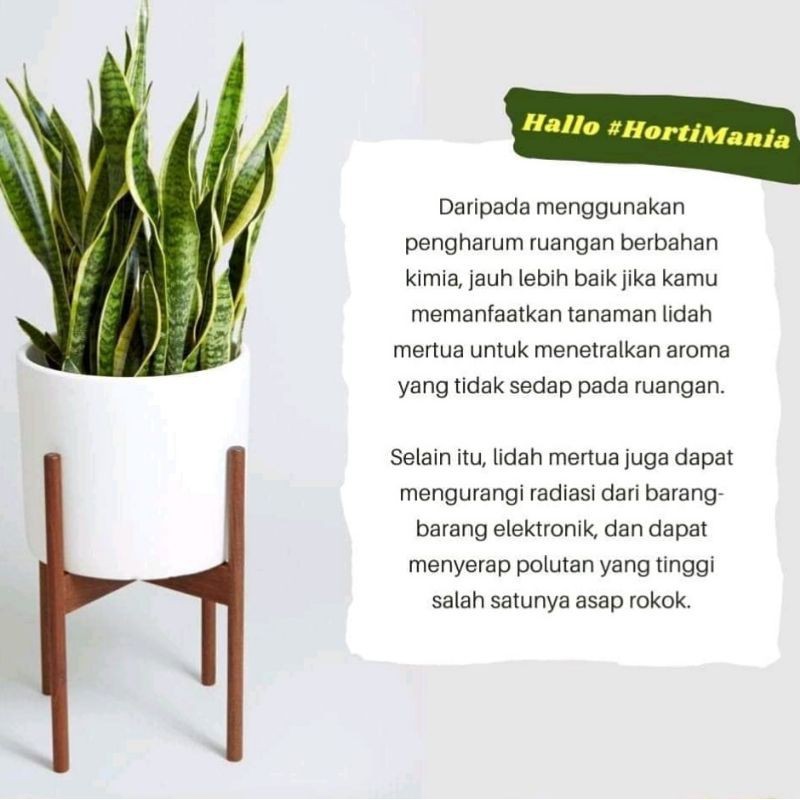 Sansevieria trifasciata 'Golden Hahnii'  2