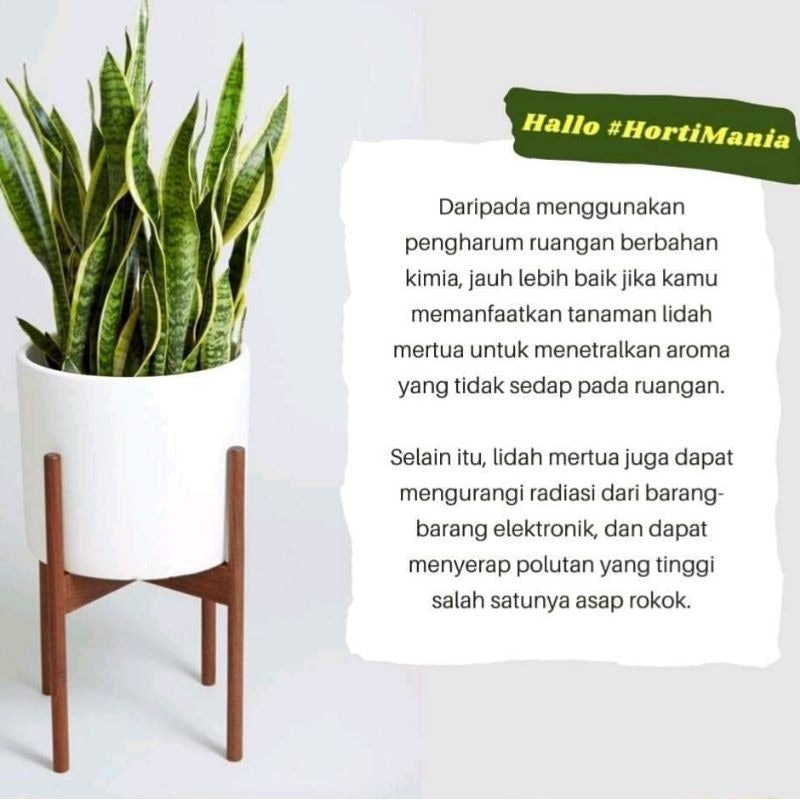 Sansevieria trifasciata 'Golden Hahnii' 2