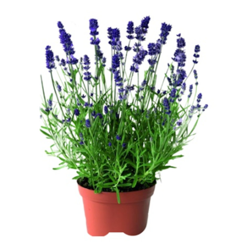 Tanaman Lavender 1