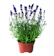 Tanaman Lavender 1