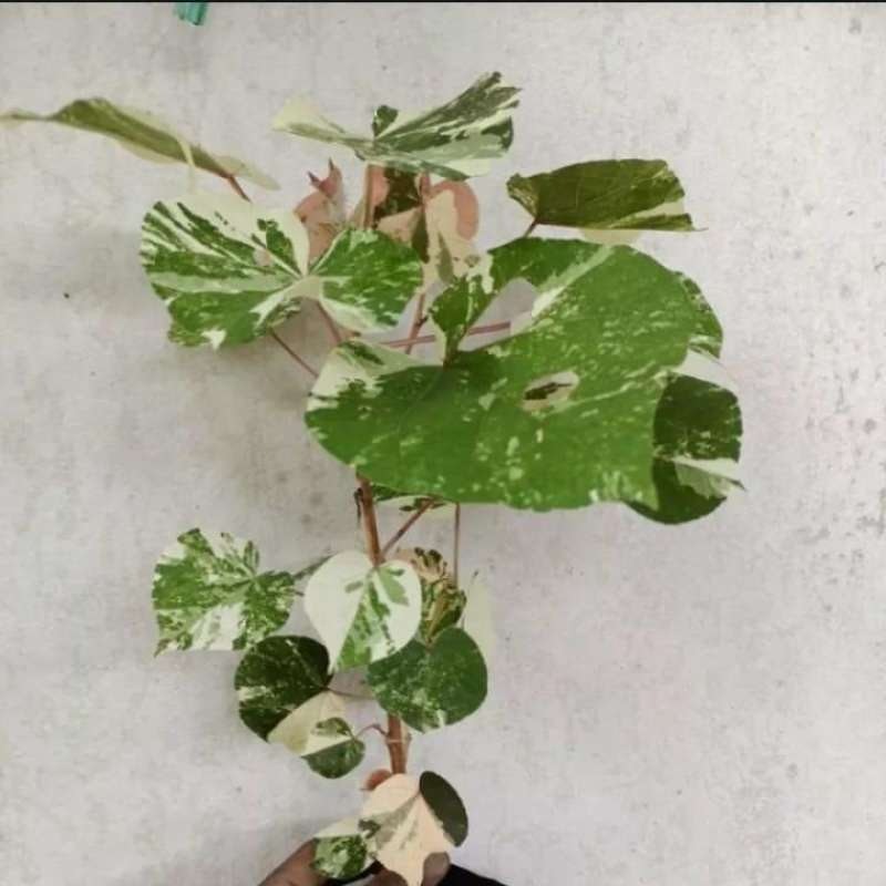 Bonsai Waru Variegata 4