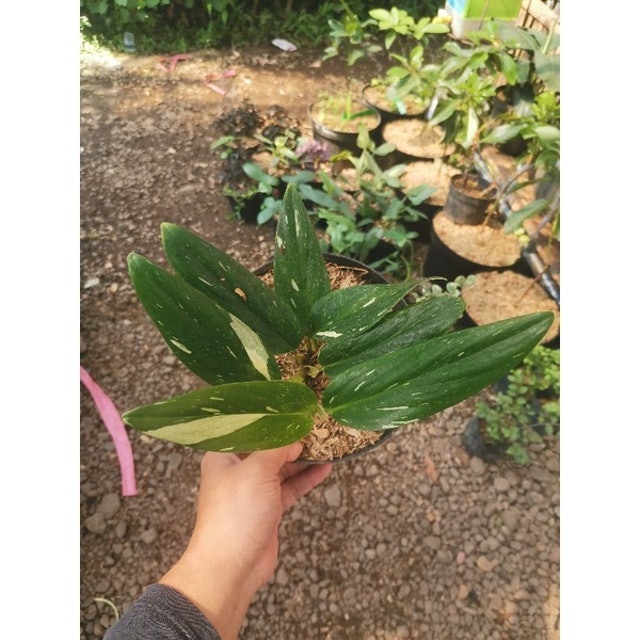  Monstera standleyana variegata