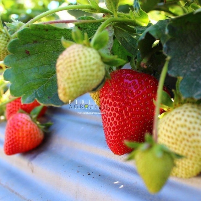  Bibit Strawberry California 