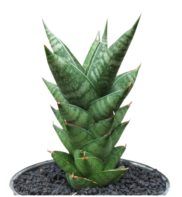 Sansevieria hybrid 'pagoda'