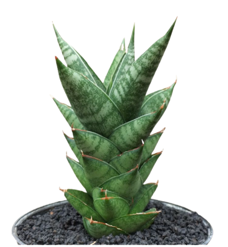 Sansevieria hybrid 'pagoda' 1