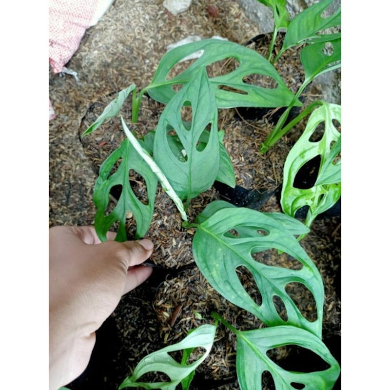 Bibit Janda Bolong 2