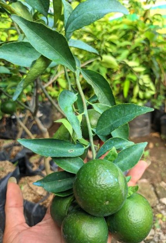 Bibit Jeruk Santang Madu Hijau 4