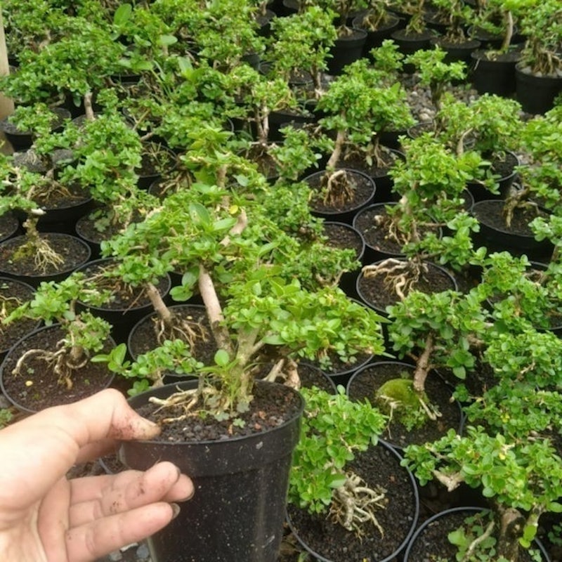 Bonsai Mame Sancang 2
